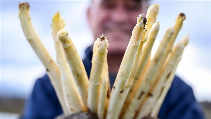 Letzte Chance: So viel kostet Spargel zum Saisonende Zum Ende der Saison liegen die Preise für weißen Spargel aus Deutschland wieder über den saisonalen Tiefpreisen. (Archivbild)