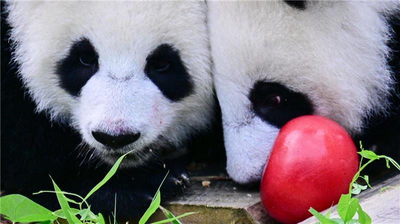 Party bei den Pandas: Leni und Lotti werden ein Jahr Zum Geburtstag gab es Eismurmeln im Berliner Zoo.