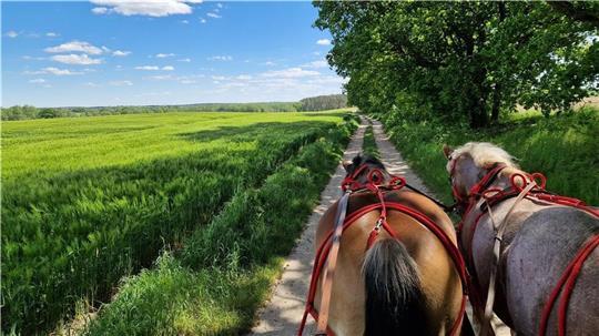 Zum Genießen: der Ausblick von der Kutsche über die Kaltblüter hinweg in eine malerische Landschaft. Foto: Bellmann