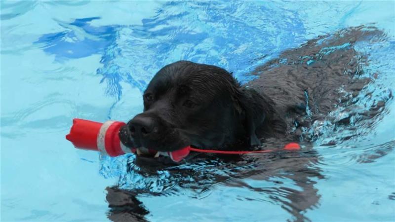 Hundeschwimmtag in Bremervörde: Diese Baderegeln sind zu beachten Zum Saisonende dürfen Hunde in das chlorfreie Wasser.