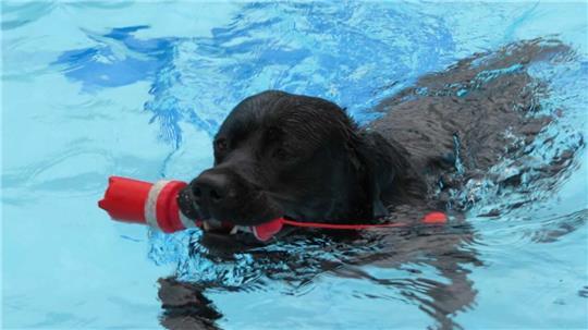 Zum Saisonende dürfen Hunde in das chlorfreie Wasser.
