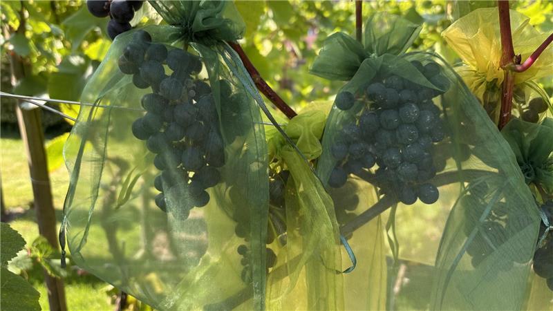 Weinreben mitten in der Stadt: Stader Hobbywinzer stellen edle Tropfen her Zum Schutz vor Amseln, Wespen und Essigfliegen sind die Rotweintrauben eingenetzt.