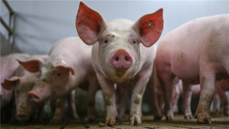 Zum Schutz vor der Afrikanischen Schweinepest (ASP) gelten besondere Schutz- und Hygienevorschriften für Hausschweine. (Symbolbild)