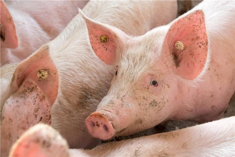 Zum Stichtag 1. März 2020 hielten 6500 Betriebe in Niedersachsen insgesamt 8,6 Millionen Schweine . Foto: Landwirtschaftskammer Niedersachsen
