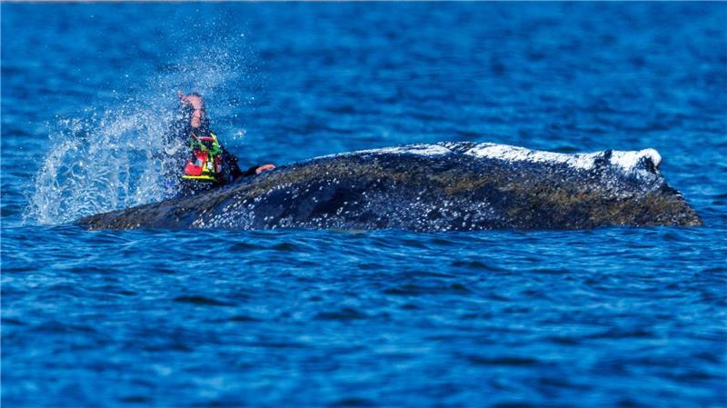 Zum Teil bespritzen Helfer den Wal mit bloßen Händen Helfer mit Wasser.