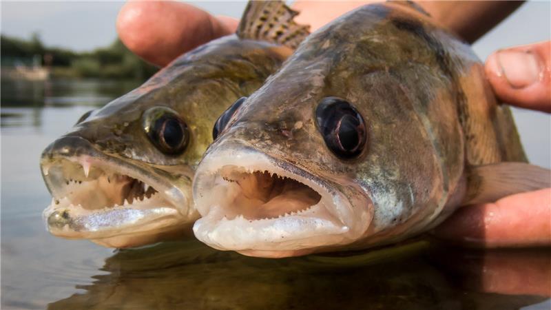 Zum Vergleich: Ein Wolgazander (rechts) und ein Zander werden nebeneinander gehalten (Genauer Aufnahmeort unbekannt).