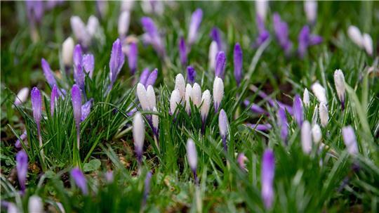 Zum Wochenstart bleibt es sonnig und mild, dann wird es deutlich kälter. (Archivbild)