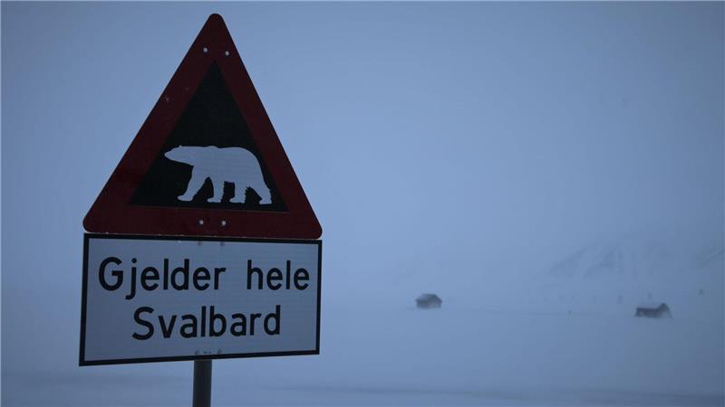 Norwegen: Erster Fall von Vogelgrippe bei Eisbär in Europa Zum ersten Mal ist in Europa bei einem Eisbären die Vogelgrippe entdeckt worden - und zwar auf der norwegischen Inselgruppe Spitzbergen. (Symbolbild)