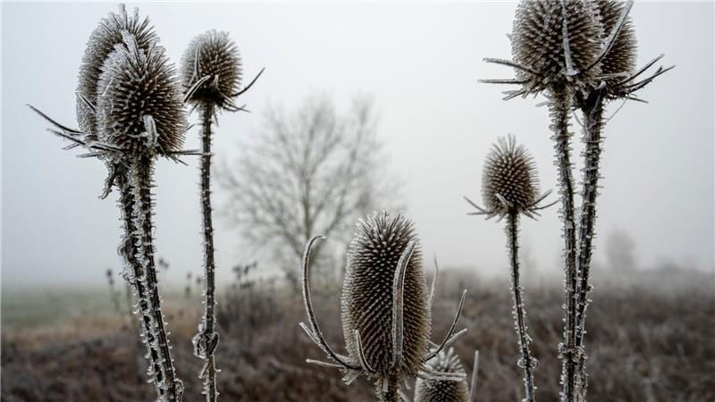 „Zunehmend winterlich kalt“, lautet die Vorhersage des Deutschen Wetterdiensts (DWD) für die nächsten Tage.