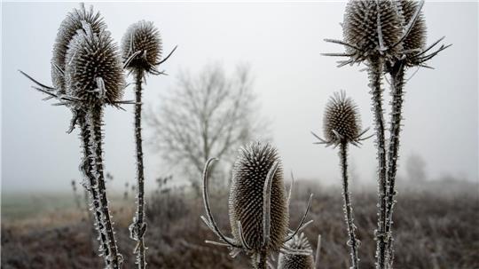 „Zunehmend winterlich kalt“, lautet die Vorhersage des Deutschen Wetterdiensts (DWD) für die nächsten Tage.