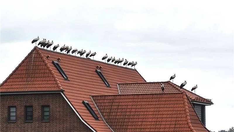 Zur Nachtruhe haben sich 26 Zugstörche auf der alten Schule von Ahlerstedt eingefunden.