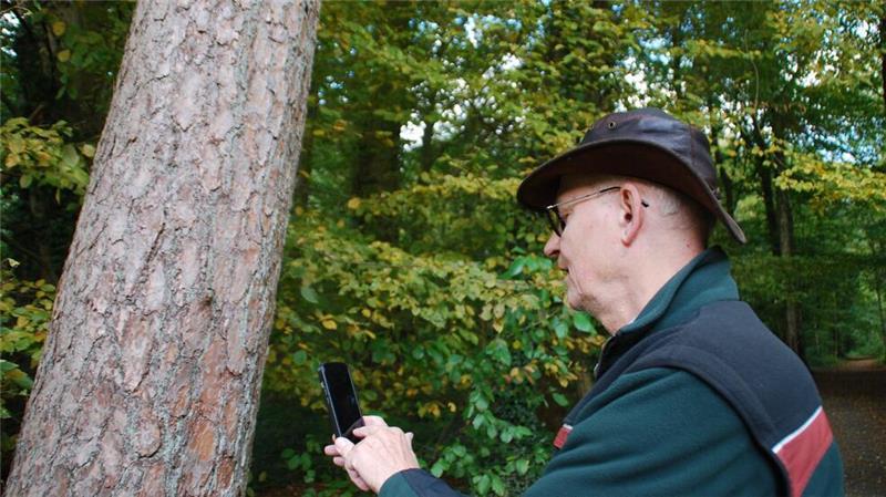 Zur Not hilft eine App bei der Baumbestimmung