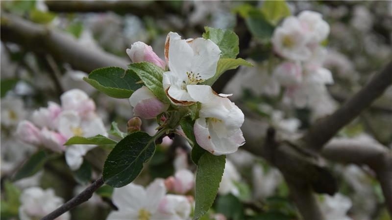 Zur Obstblüte im Alten Land prägen weiße Kirschblüten und sanftrosa Apfelblüten das Landschaftsbild.