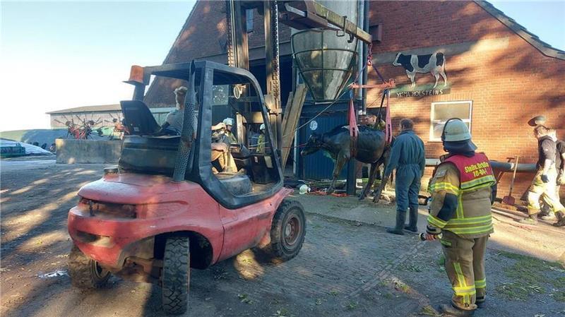 Großeinsatz: Rinder stürzen in Güllekeller Zur Rettung der Kühe war auch ein Stapler notwendig.
