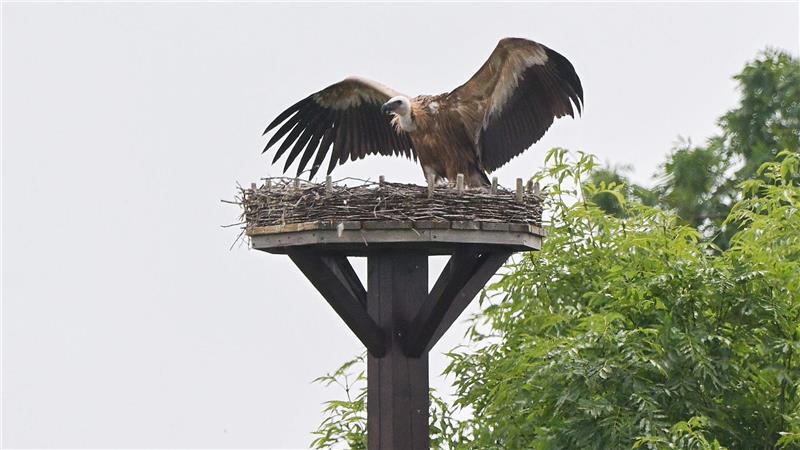 Storchendrama geht weiter - Gänsegeier tötet erneut Zuvor hatte der Gänsegeier ein Storchennest im Nachbardorf Klein Lobke attackiert.