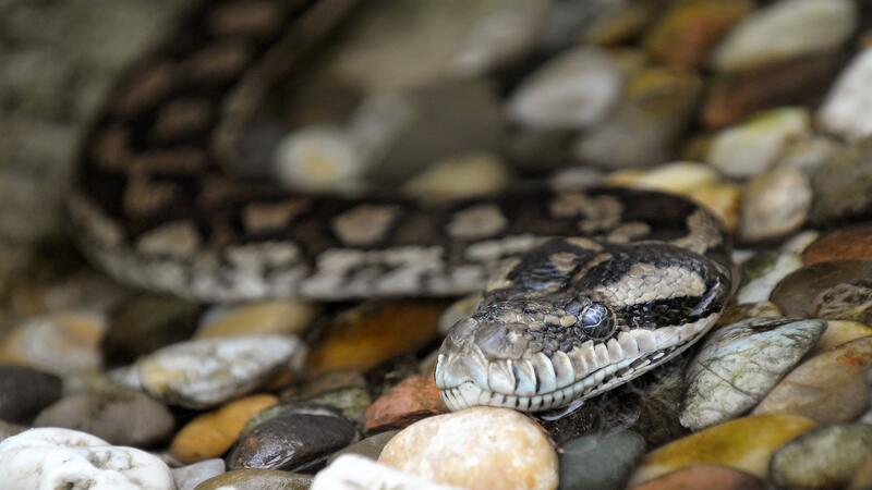 Zwei Beamte finden in einer Wohnung eine Rautenpython. (Symbolbild)
