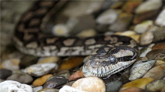 Zwei Beamte finden in einer Wohnung eine Rautenpython. (Symbolbild)