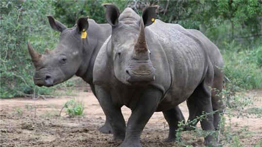 Zwei Breitmaulnashörner in einem Naturschutzgebiet in Südafrikas KwaZulu-Natal Provinz.