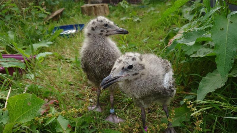 Zwei Silbermöwen-Küken spazieren durch eine Wiese. 