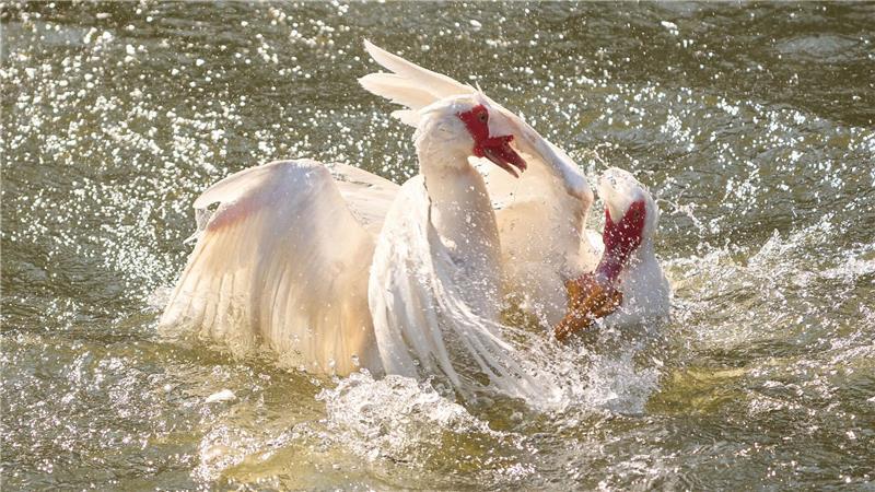 Zwei Gänse streiten sich auf der Lahn.