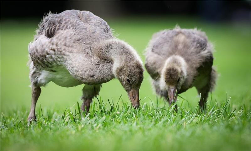 Zwei Gänseküken fressen auf einer Wiese an der Isebek. Zahlreiche Enten- und Gänsepaare haben Nachwuchs bekommen. Foto: Christian Charisius/dpa