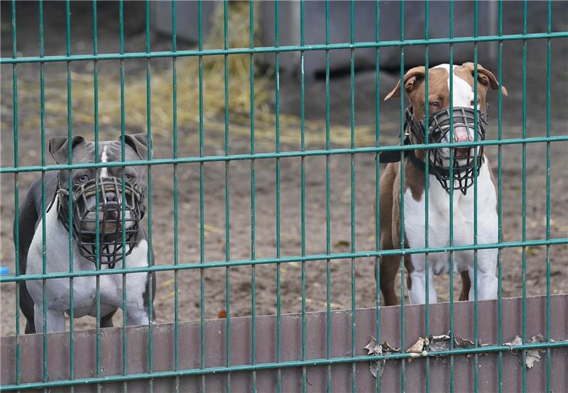 Nach Aufnahmestopp im Tierheim - Behörde will Rückgabe von Hunden beschleunigen Zwei Hunde mit Maulkorb stehen in ihrem Gehege im Tierheim Süderstraße. Tierschutzorganisationen wollen am Freitag mit einer Demonstration auf ihre Nöte aufmerksam machen. Foto: Marcus Brandt/dpa