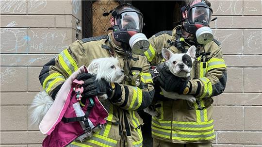 Zwei Hunde rettete die Feuerwehr und übergab sie ihren Besitzern.