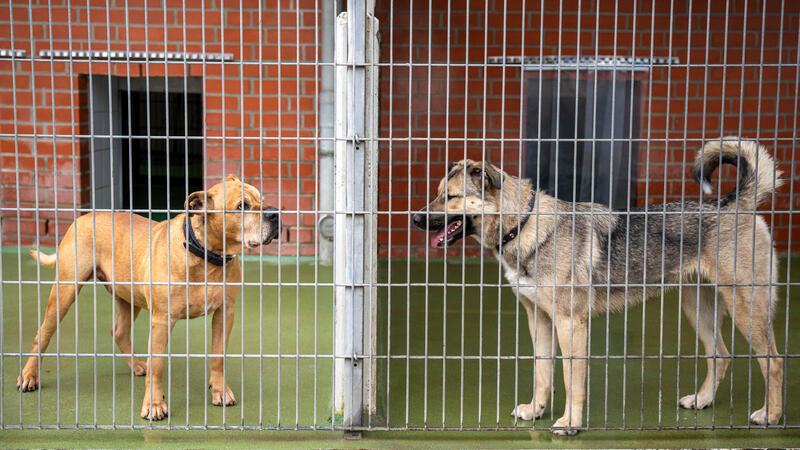 Zwei Hunde stehen sich im Bremer Tierheim gegenüber.