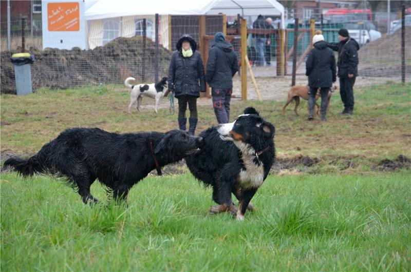 Zwei Hunde toben auf dem neuen Hundespielplatz in Harsefeld. Foto: Fehlbus
