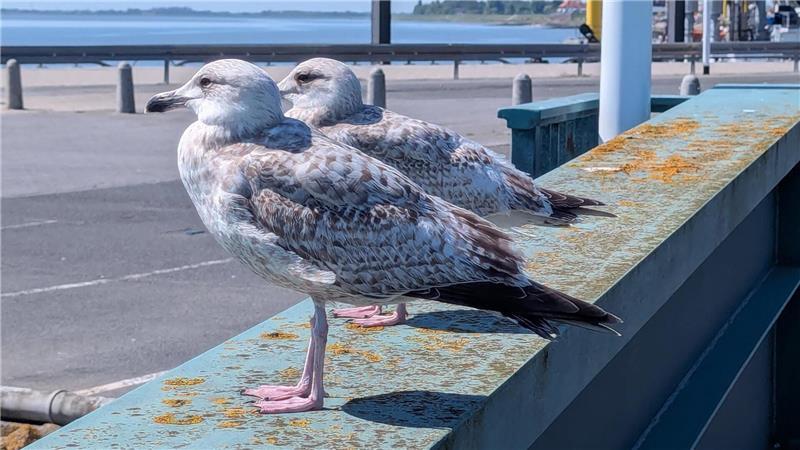 Zwei junge Silbermöwen auf einer Kaimauer in Wilhelmshaven.