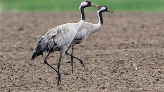 Geflügelpest: Hamburg verhängt wegen Vogelgrippe Stallpflicht Zwei Kraniche gehen über einen gepflügten Acker. (Archivbild)