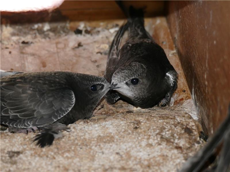 Schwalben willkommen: Sie haben die Glücksbringer ins Dorf geholt Zwei Mauersegler-Jungvögel im Nistkasten. Foto: Heinßen