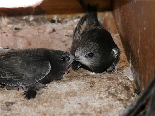 Zwei Mauersegler-Jungvögel im Nistkasten. Foto: Heinßen