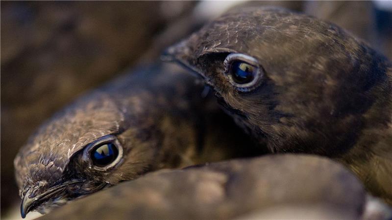 Vogelzählung: Rückgang bei Spatzen, Schwalben, Mauerseglern Zwei Mauersegler kuscheln sich aneinander.