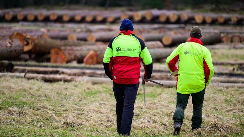 Landesforsten verkaufen Holz aus Niedersachsens Wäldern Zwei Mitarbeiter der Landesforsten gehen über Wertholzlagerplatz.