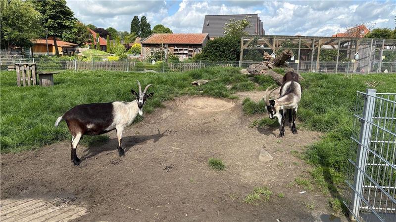 Deutschland gegen Curaçao: So tippen die Niedersachsen-Orakel Zwei Näpfe hatte Ziege Annika aus dem Haustierpark Werdum (Landkreis Wittmund) zur Auswahl.