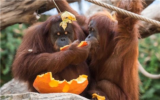 Zwei Orang-Utan-Affen fressen in Hagenbecks Tierpark während einer Überraschung zu Halloween ein Stück Kürbis. Foto: Bockwoldt/dpa/