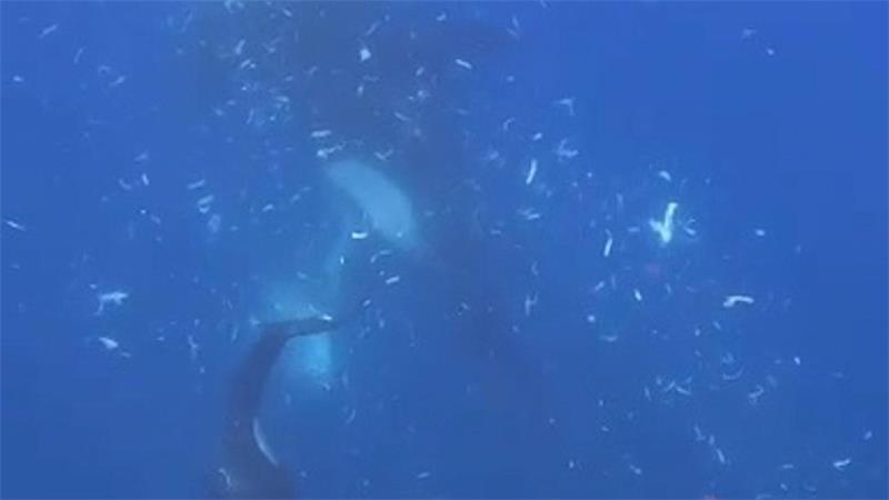 Orcas zerfetzen Mondfische - eine Spielerei? Zwei Orcas nach dem Zerfetzen eines Mondfisches (Screenshot aus dem Video)