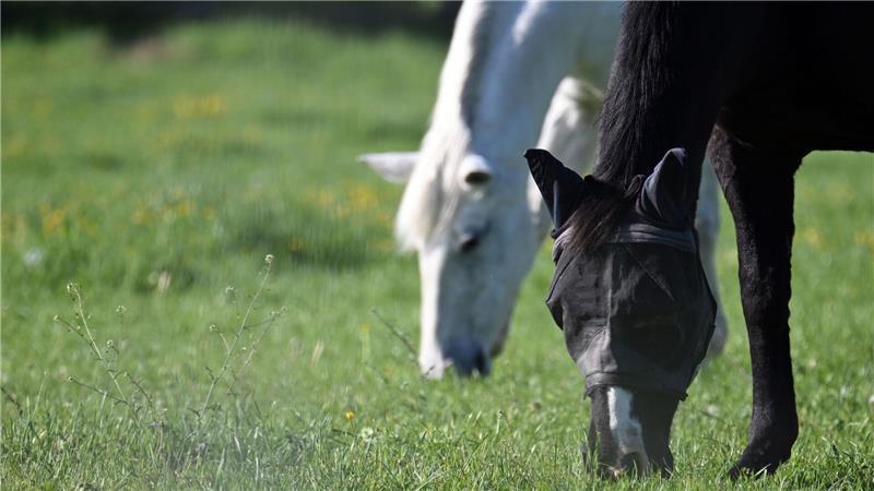 Zwei Pferde sind auf einer Weide auf Fehmarn von einem Unbekannten verletzt worden. (Symbolfoto)