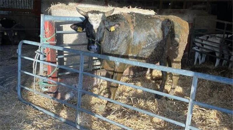 Zwei Rinder überlebten die Rettung aus dem Güllekeller und wurden nach ihrer Befreiung von einem Tierarzt untersucht und versorgt.