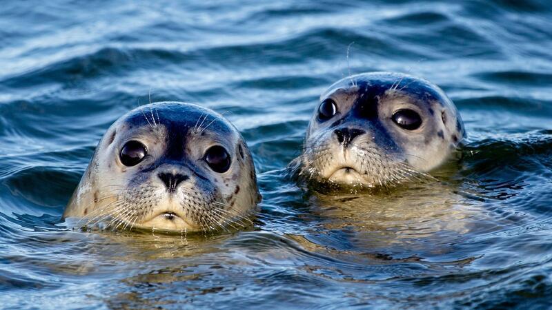 Zwei Seehunde schwimmen am Ostende der Insel Juist in der Nordsee.