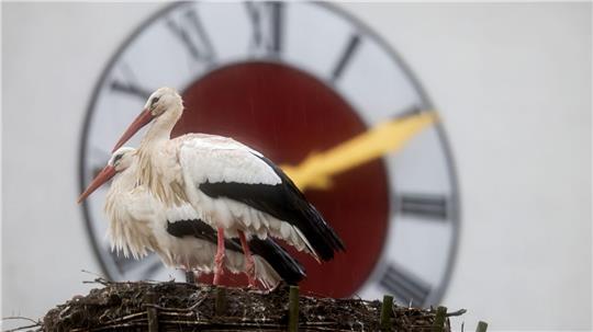 Zwei Störche stehen im Regen zu Frühlingsbeginn.