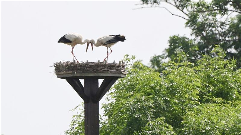 Drama im Storchennest - Gänsegeier frisst Jungstörche Zwei Störche stehen nach ihrer Rückkehr auf ihrem Storchennest.