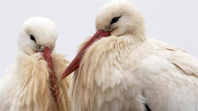 Zwei Weißstörche sitzen auf ihrem Nest. 