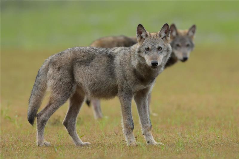 Zwei Wolfswelpen auf einem Feld: Mit der angestiegenen Population des Wolfes in Niedersachsen sind auch die Risse von Weidetieren gestiegen. Foto: dpa-Bildfunk