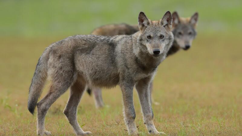 Zwei Wolfswelpen stehen auf einem Feld. 