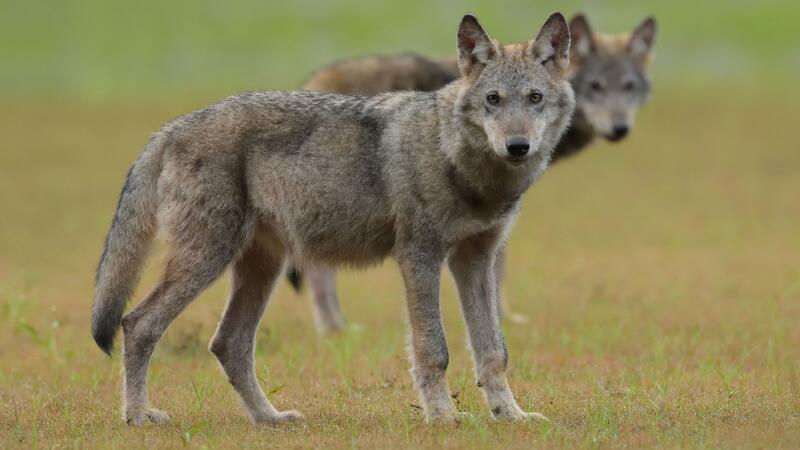 Zwei Wolfswelpen stehen auf einem Feld.