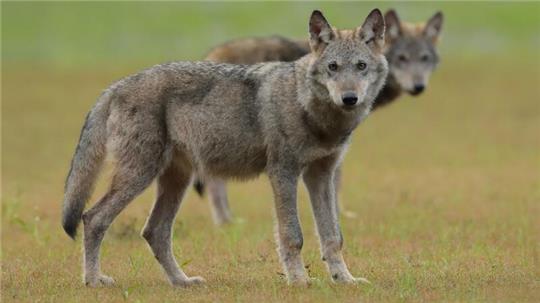 Zwei Wolfswelpen stehen auf einem Feld.