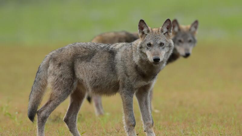 Wolfspaar im Segeberger Forst hat sechs Welpen aufgezogen Zwei Wolfswelpen stehen auf einem Feld.
