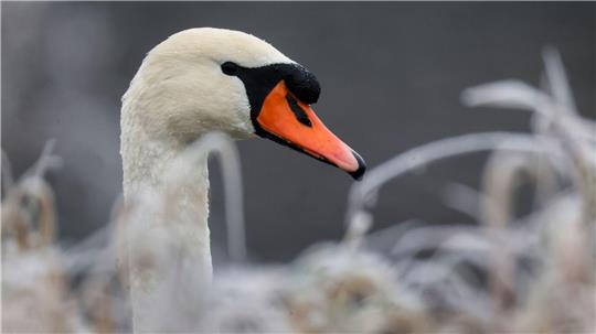 Zwei Züge fielen durch die Besetzung der Gleise durch einen Schwan aus. (Symbolbild)
